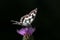 Macro marbled white melanargia galathea butterfly violet thist