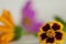 Macro marigold flower with calendula and pink flower