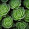 Macro Marvels Lush Green Succulent Plants in Close-up Brilliance Against a Dark Backdrop