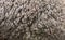 Macro of Medium silver grey alpaca wool or fiber