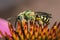 Macro of a metallic green bicolored sweat bee (Agapostemon virescens)