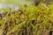 Macro microgreens. Background of microgreen. dill sprouts. green textural background of natural greens.