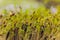 Macro microgreens. Background of microgreen. dill sprouts. green textural background of natural greens.