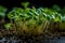 Macro microgreens. Background of microgreen. green textural background of natural greens. AI Generated.