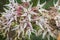 Macro of Milkweed