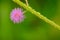 Macro of Mimosa pudica