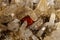 Macro mineral quartz stone with Limonite and Lepidolite black background