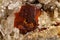 Macro mineral quartz stone with Limonite and Lepidolite black background