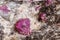 Macro of a mineral Ruby stone on a white background