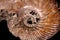 Macro mineral stone Ammonite shell on a black background