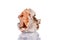 Macro mineral stone Cerussite on a white background