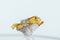 Macro mineral stone metal gold in quartz on a white background