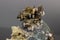 Macro mineral stone Prehnite on Epidote on a gray background