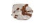 Macro mineral stone Staurolite on a white background