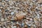 Macro mode. A large beautiful shell lies among the many small shells on the shore