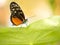 Macro Monarch Butterfly on green leaf