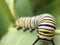 Macro Monarch Caterpillar