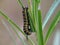 Macro of Monarch caterpillar on leaf eating