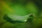 Macro morning dew on a leaf