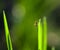 Macro of mosquito on grass blade