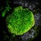 Macro Moss Detailed Close-Up Nature Background. Generative AI
