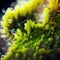 Macro Moss with Small Water Drops Detailed Close-Up Nature Background. Generative AI