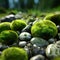 macro mossy pebbles k uhd very detailed high quality high focs