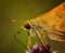 Macro moth on flower