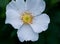 Macro of multiflora, baby, Japanese, many-flowered, seven-sisters, baby, Japanese, many-flowered, Eijitsu rose