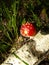 Macro mushroom fly agaric amanita