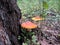 Macro mushroom fly agaric amanita