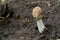 macro mushroom growing in forest during rainy season.