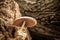 Macro mushroom on old and dead tree stump in the forest