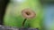 Macro mushroom video on nature background, toadstools