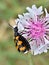 Macro mylabris beetle on flower