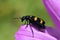Macro mylabris beetle on flower