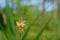 Macro of narrowleaf plantain flower with bokeh green background