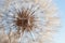 Macro nature. dandelion at sky background. Freedom to Wish. Dandelion silhouette fluffy flower