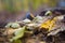 Macro Nature Fall forest scene wood chipping and growth half of an acorn