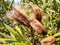 Macro of Nerium oleander seeds