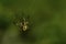 Macro newly hatched Caucasian Araneus spider on a green background