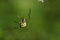 Macro newly hatched young Caucasian Araneus spider on a green ba