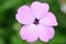 Macro of nice flower (phlox subulata)