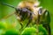 Macro Northern Amber Bumblebee