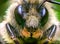Macro Northern Amber Bumblebee