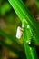 Macro ofâ€‹ white small insect and dewdrop