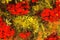 Macro of Oil Painting Depicting Red Geranium Flowers