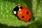 Macro one Caucasian ladybug on a green leaf nettle