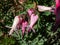 Macro of opened and long shaped cluster of pink flowers of flowering plant wild or fringed bleeding-heart, turkey-corn Dicentra