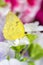 Macro of a orange-barred sulphur butterfly on a flower blossom